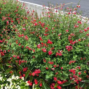 Meet your Posher, Rosemary